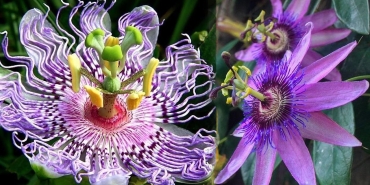 passiflora-cicegi-ve-cayi-faydalari-nelerdir-carkifelek-otu-nasil-demlenir-l2HFkQCb.jpg